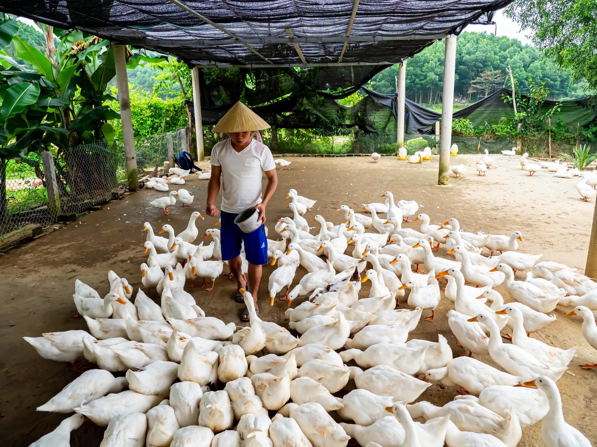 duc-farm.webp