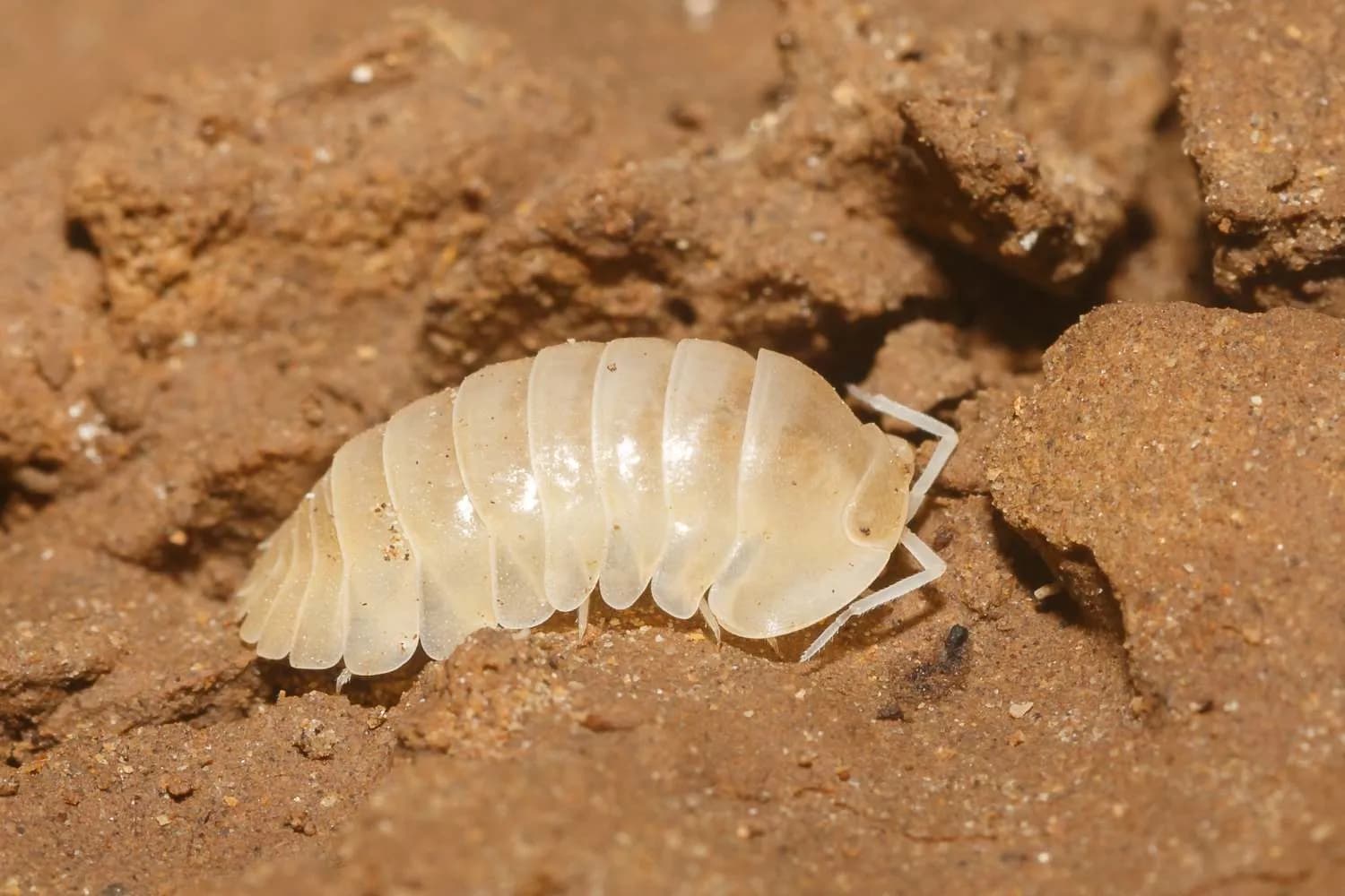 woodlouse-sondoong.webp